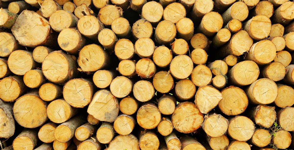 Fototapeta stos ściętego drewna opałowego