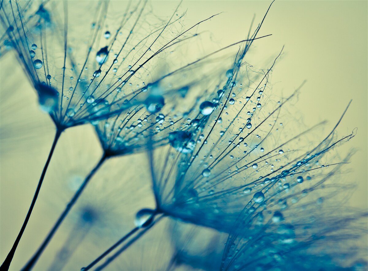 Fototapeta mniszek lekarski ozdobiony kroplami wody