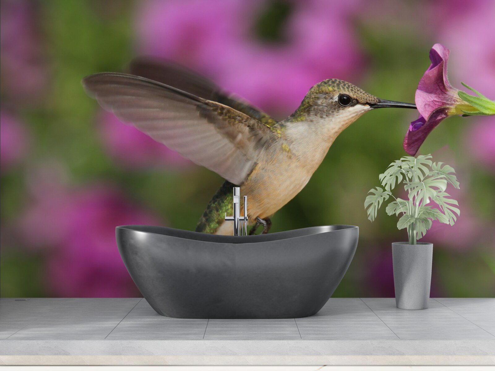 Fototapeta nektar gasi pragnienie kolibrów