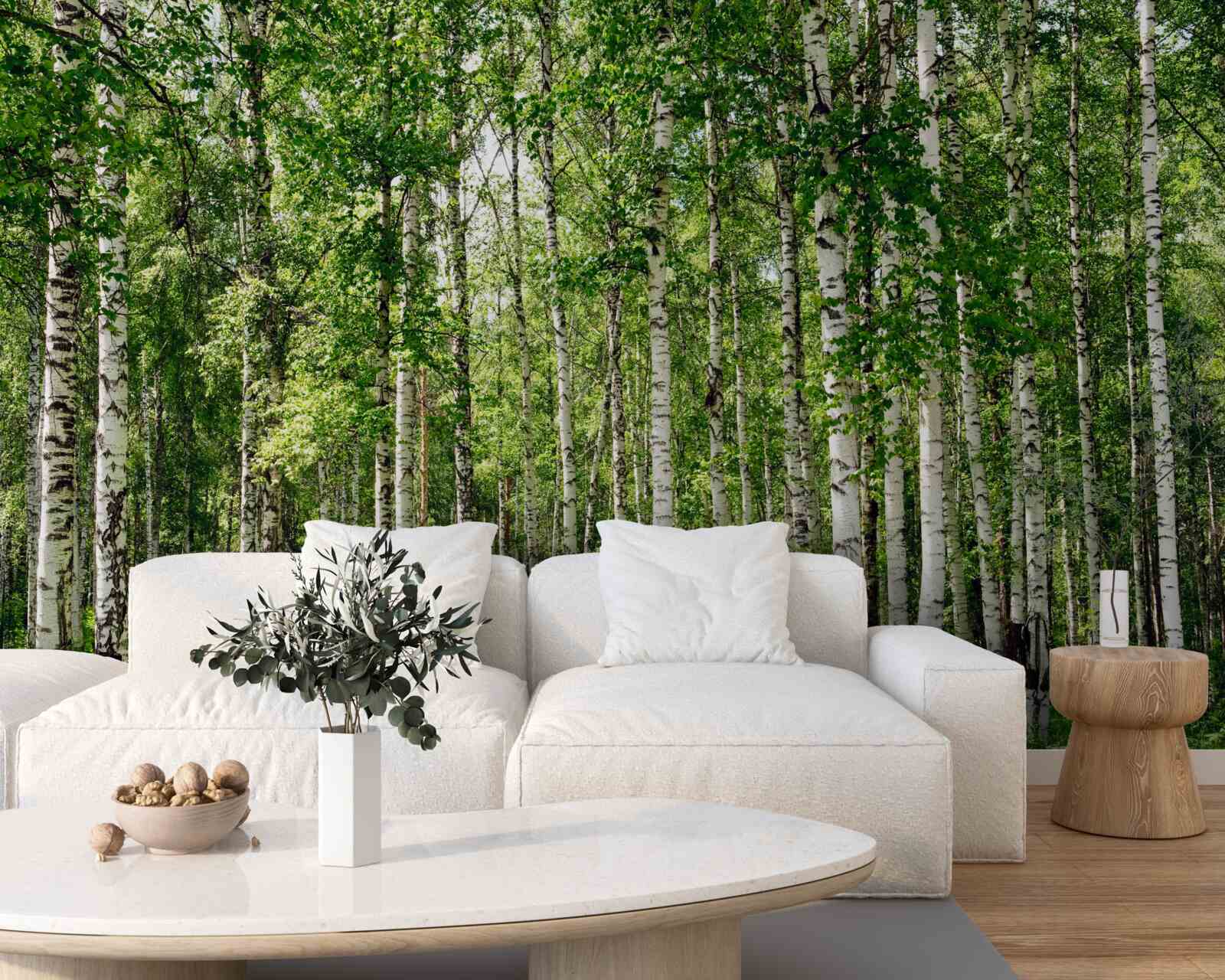 Fototapeta smukły gaj brzozowy