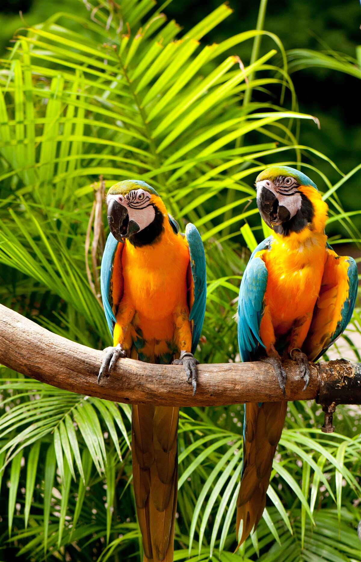 Fototapeta dwie ary siedzące na gałęziach palmowych