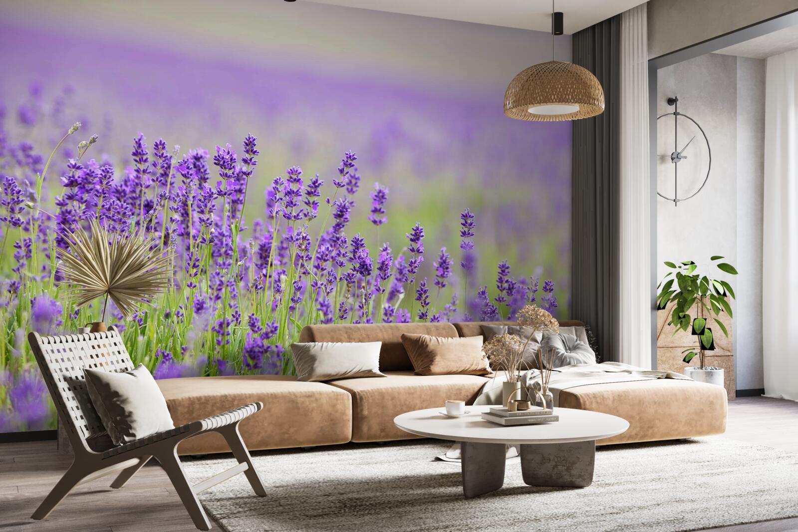 Fototapeta pola lawendy