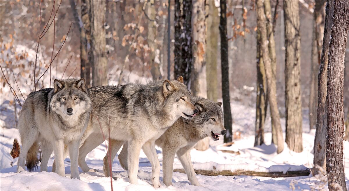 Fototapeta grupa wilków spaceruje przez zimowy gąszcz lasu