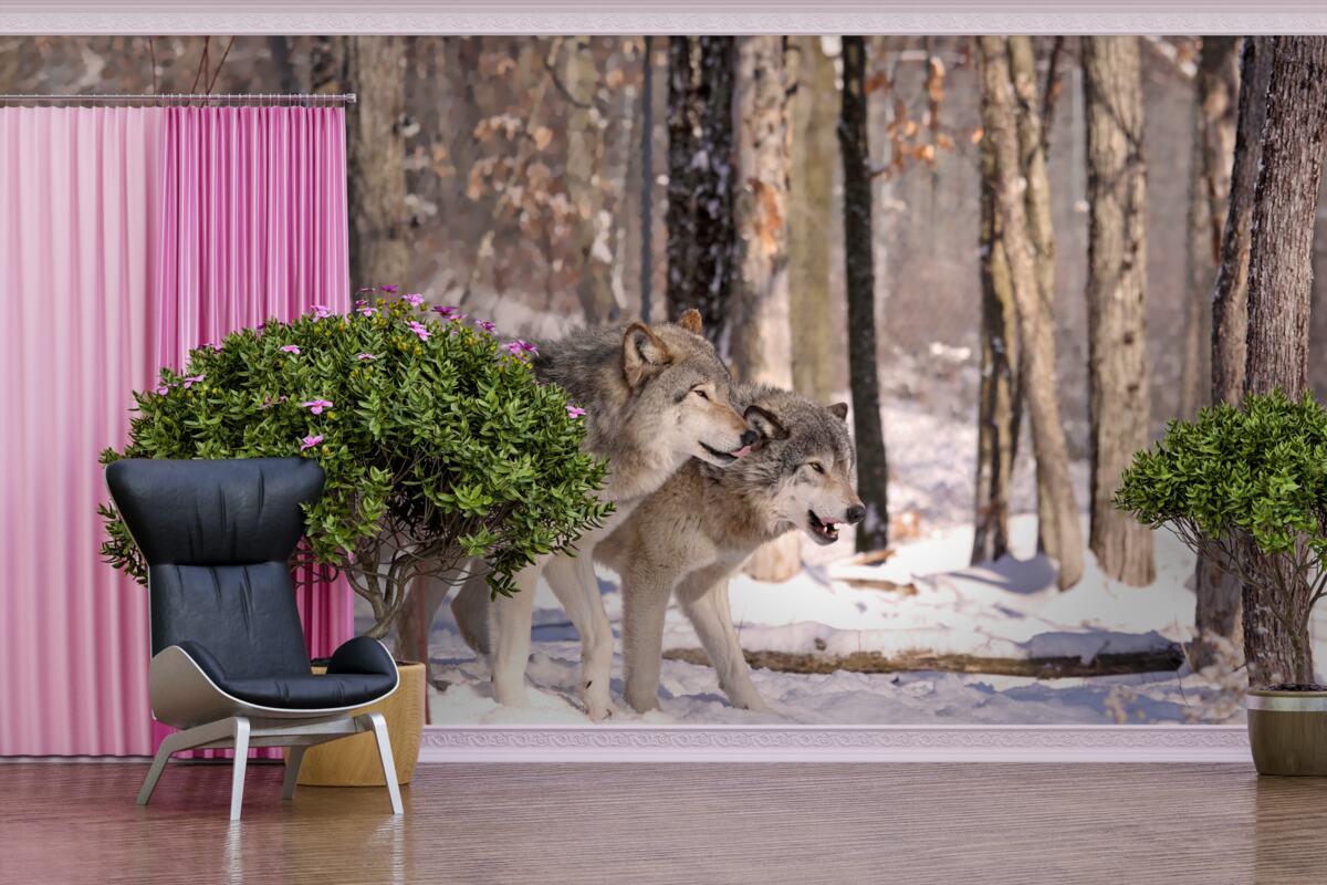 Fototapeta grupa wilków spaceruje przez zimowy gąszcz lasu