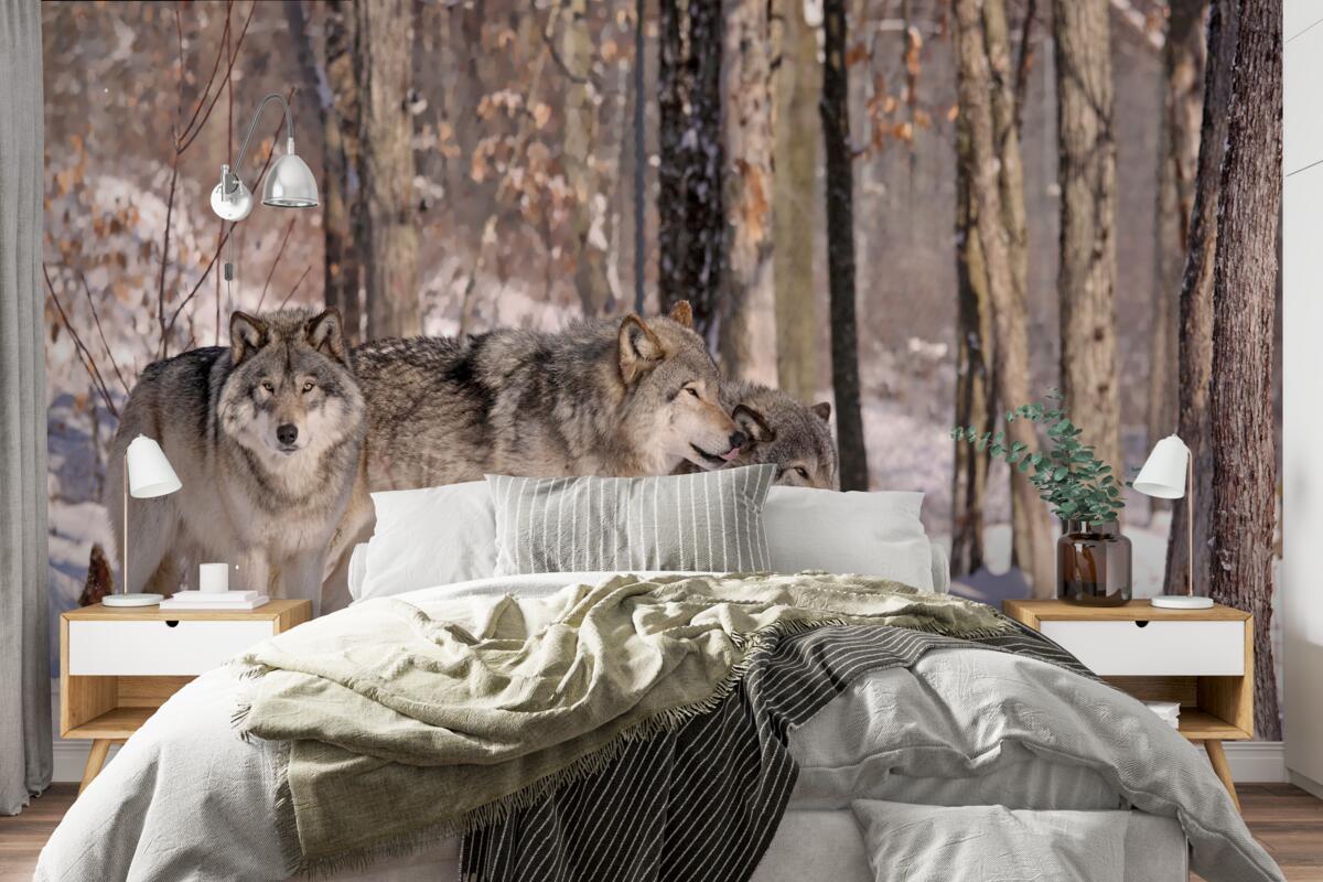 Fototapeta grupa wilków spaceruje przez zimowy gąszcz lasu