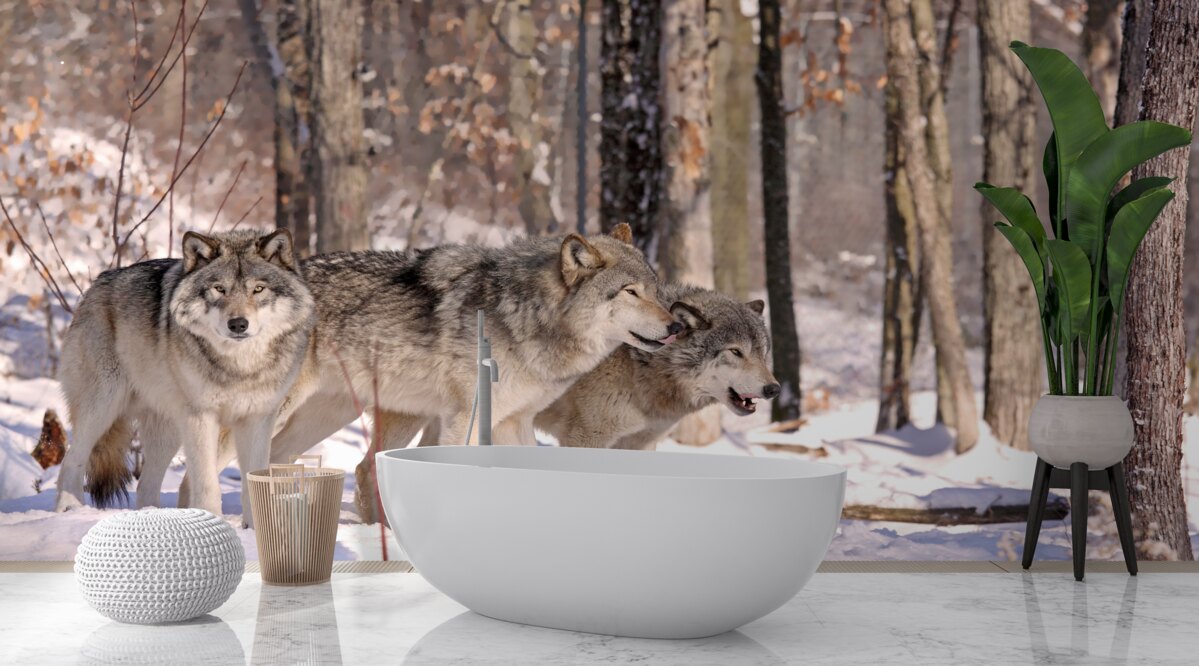 Fototapeta grupa wilków spaceruje przez zimowy gąszcz lasu