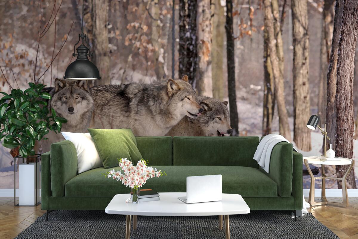 Fototapeta grupa wilków spaceruje przez zimowy gąszcz lasu