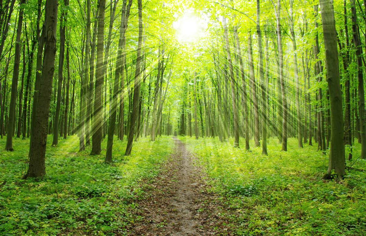 Fototapeta promienie słońca w bujnym zielonym lesie jasno oświetlają wszystko wokół