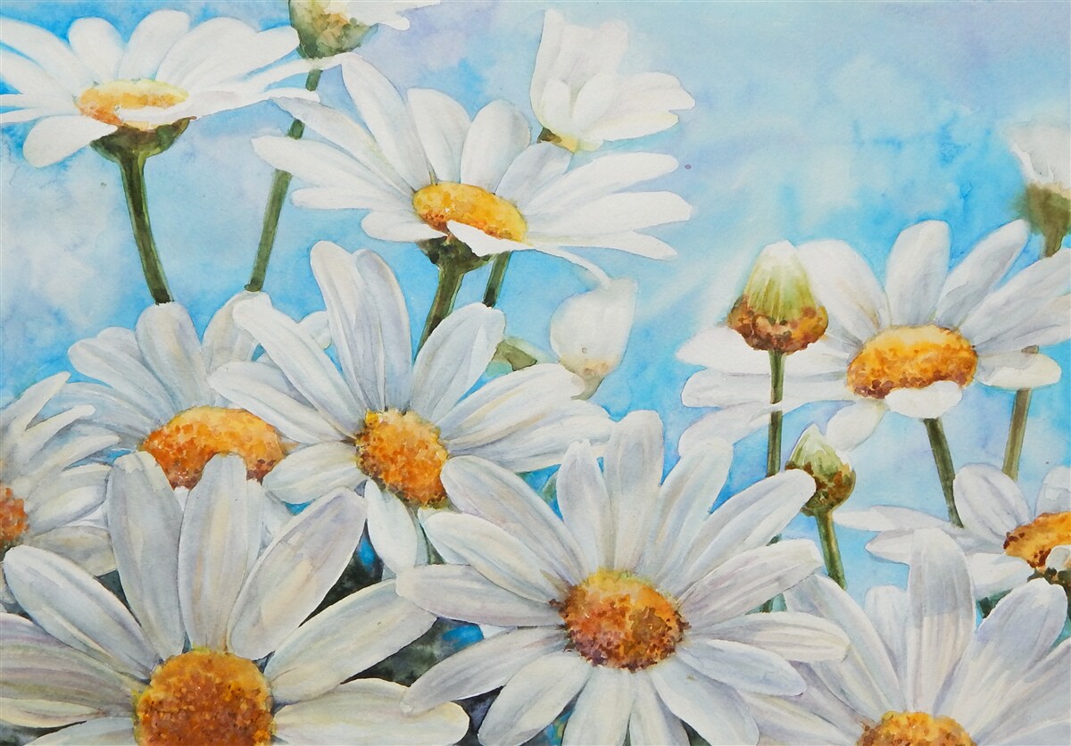 Fototapeta na tle nieba leży pole usiane białymi letnimi stokrotkami