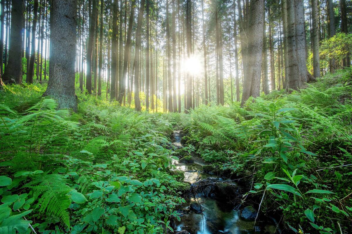 Fototapeta promienie słońca przenikają przez gęsty las