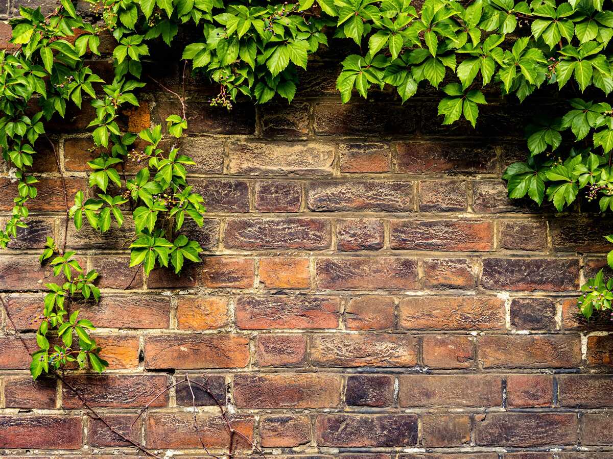 Fototapeta Ściana z cegieł opleciona zielonymi roślinami