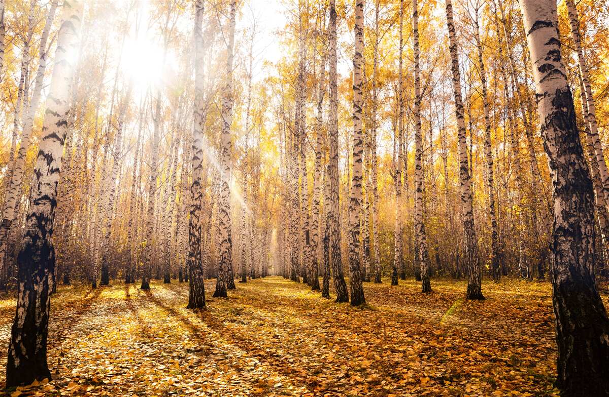 Fototapeta błysnął o świcie jesiennego gaju