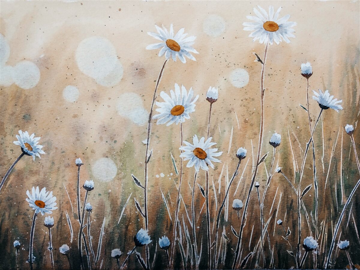 Fototapeta jak modelowe stokrotki w ulewie letniego deszczu