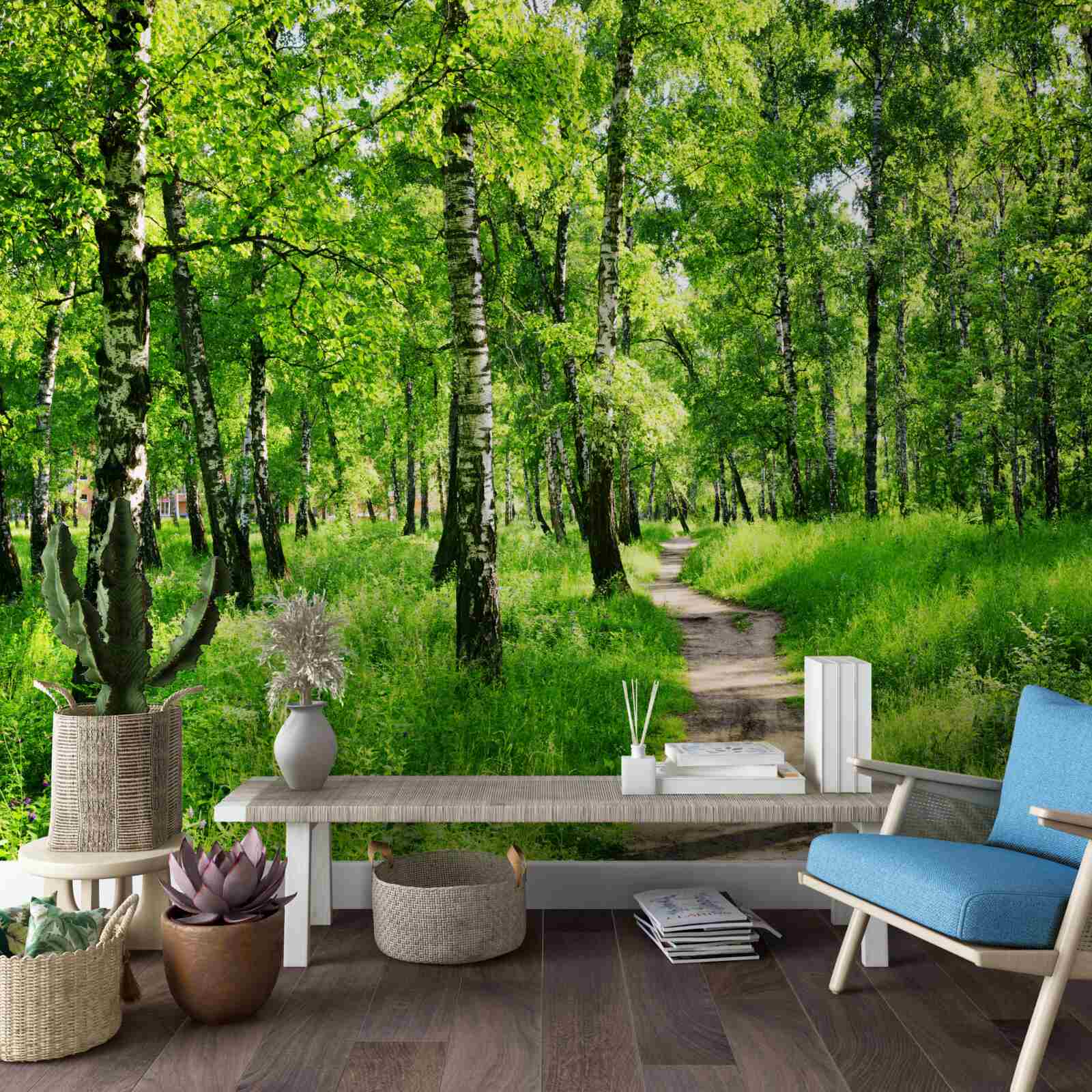 Fototapeta Ścieżka przez gaj brzozowy