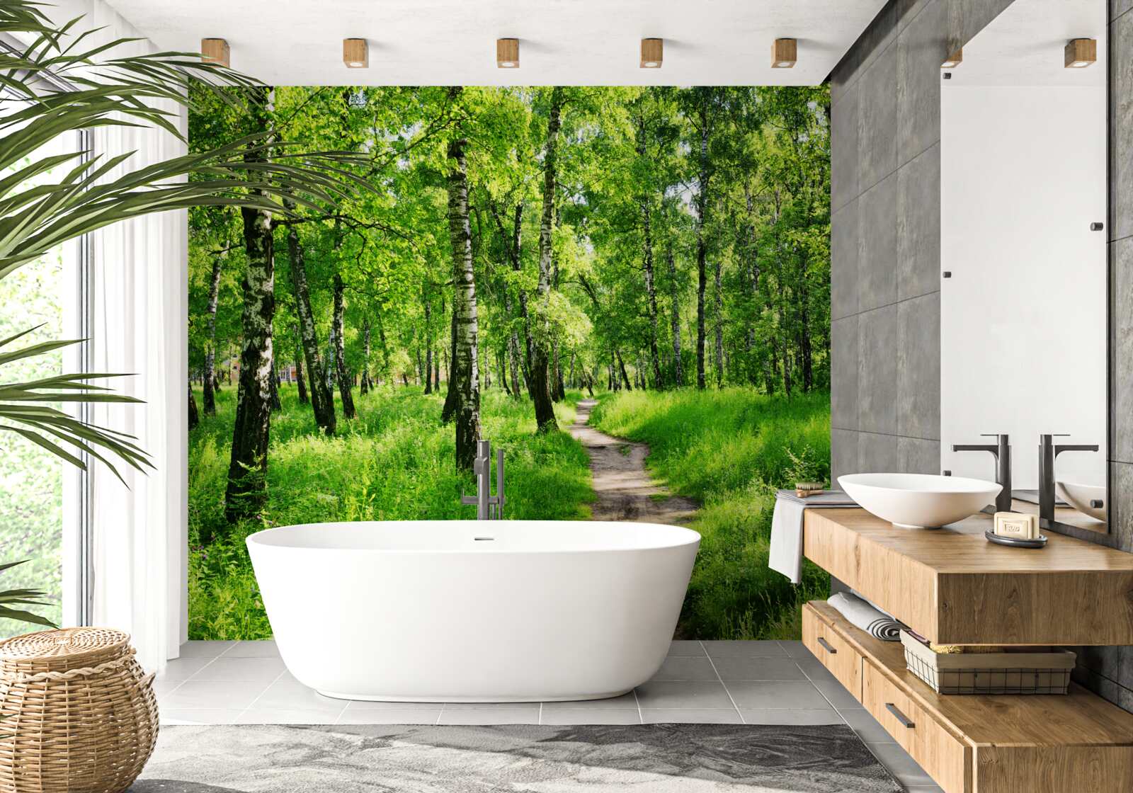 Fototapeta Ścieżka przez gaj brzozowy