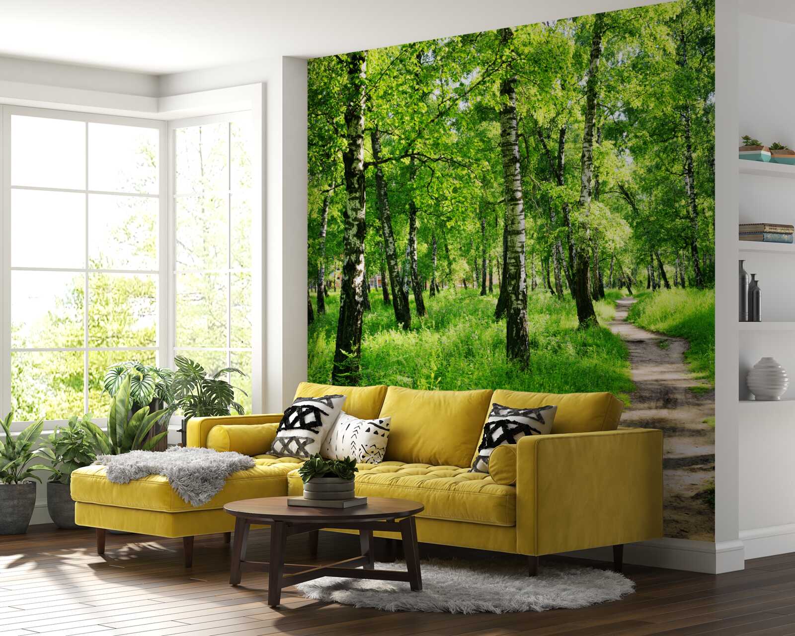 Fototapeta Ścieżka przez gaj brzozowy