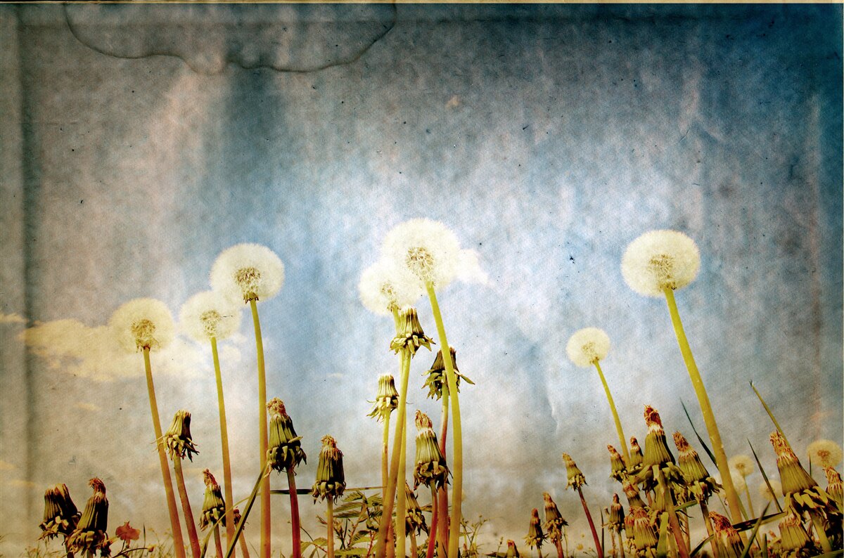 Fototapeta zachód słońca witają wdzięczne mlecze