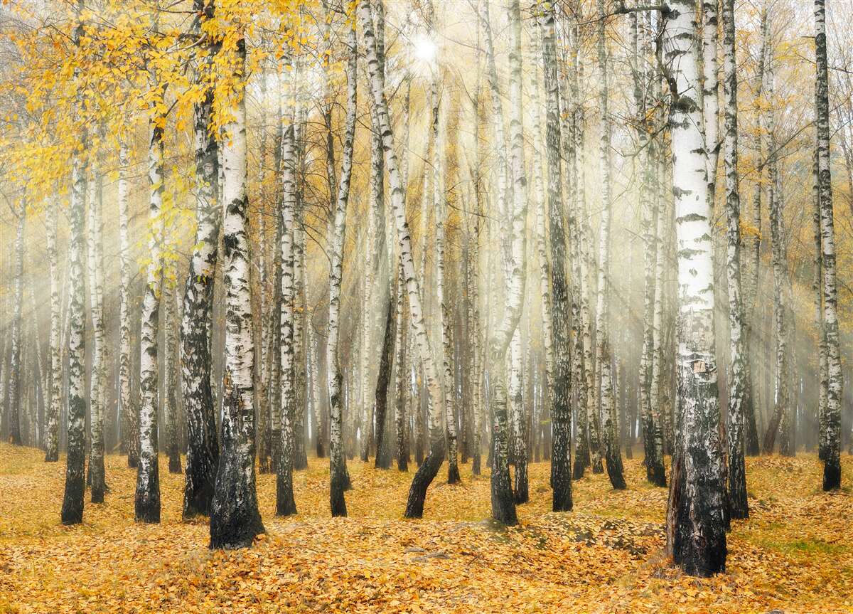 Fototapeta opadłe liście brzozy w jesiennym lesie