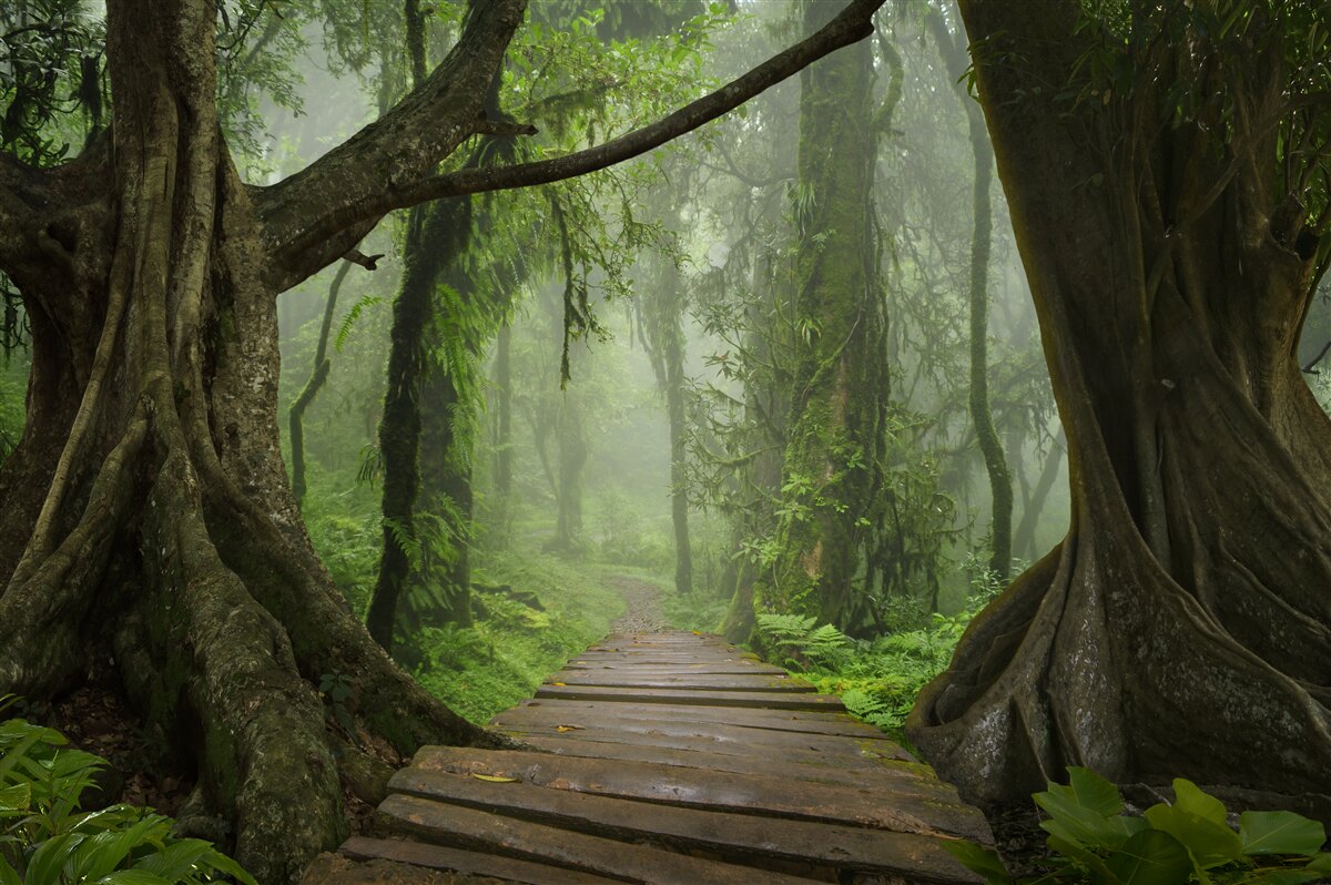 Fototapeta mistyczna ścieżka otoczona bujnym lasem