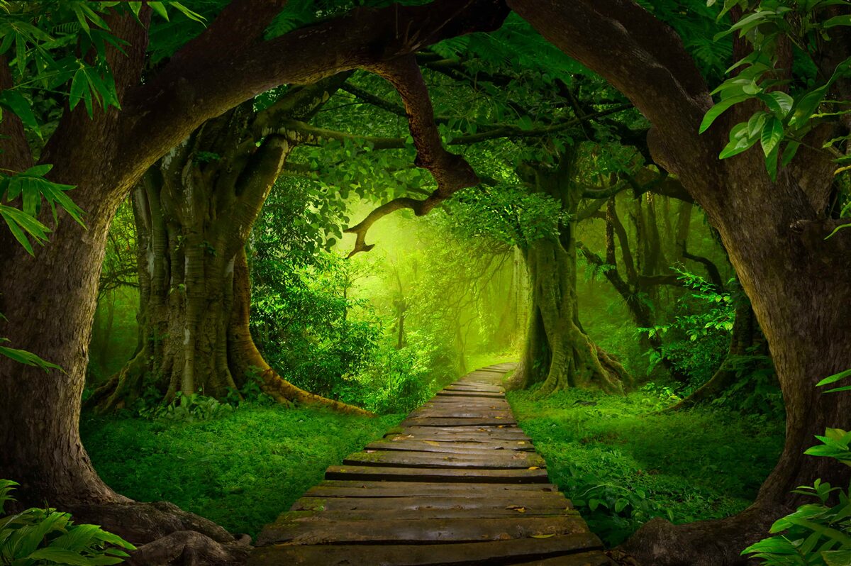 Fototapeta jasna ścieżka wśród starożytnych drzew leśnych