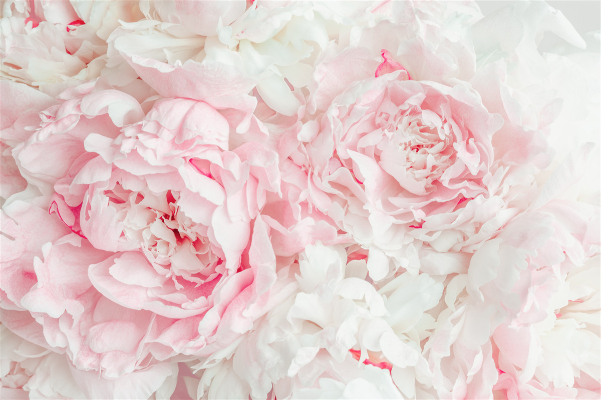 Fototapeta kwiaty białe z dużymi liśćmi