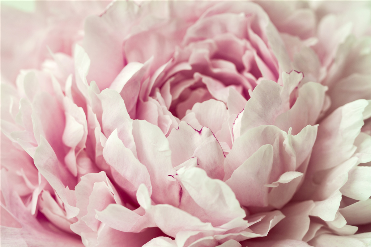 Fototapeta miękkie liście różowego kwiatu