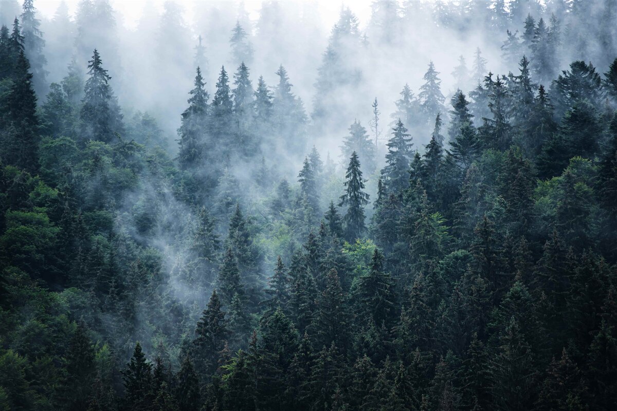 Fototapeta mgła opada na gaj świerkowy