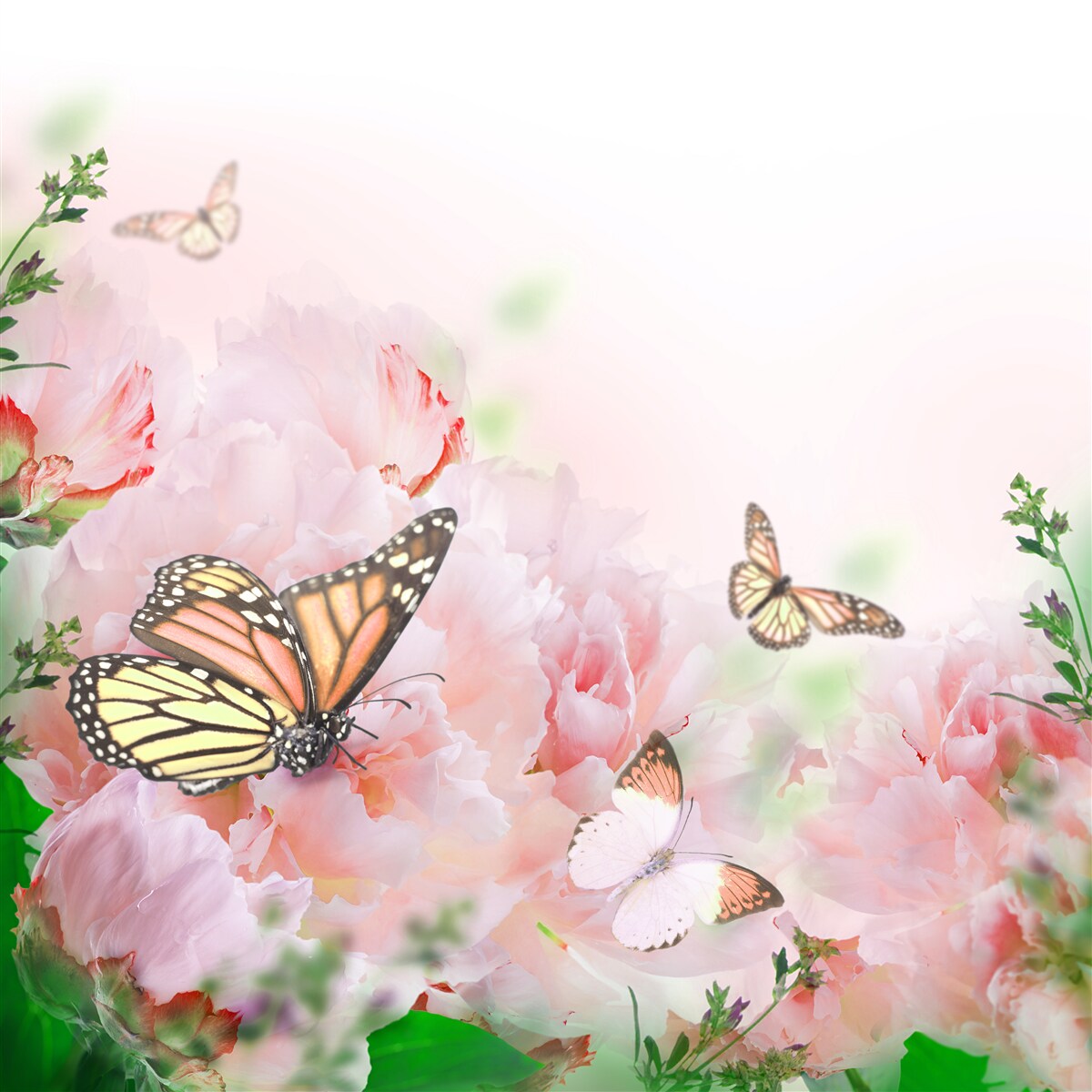 Fototapeta grupa motyli na tle wystroju letnich kwiatów