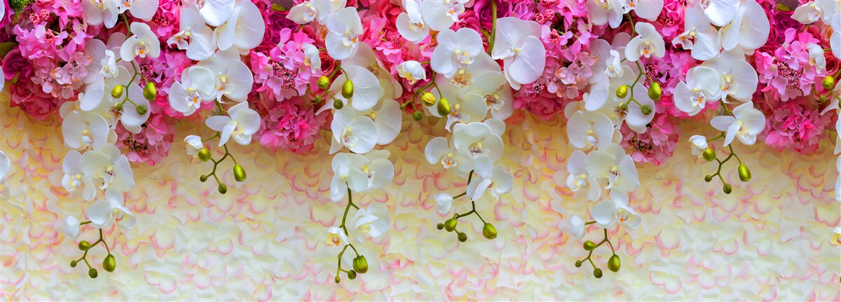 Fototapeta storczyki, których kwiaty opadają