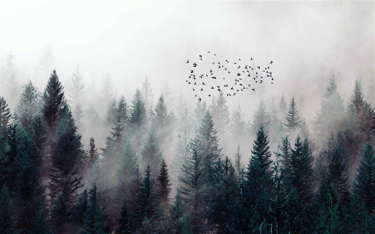 Fototapeta gęsta ciemność i ptaki