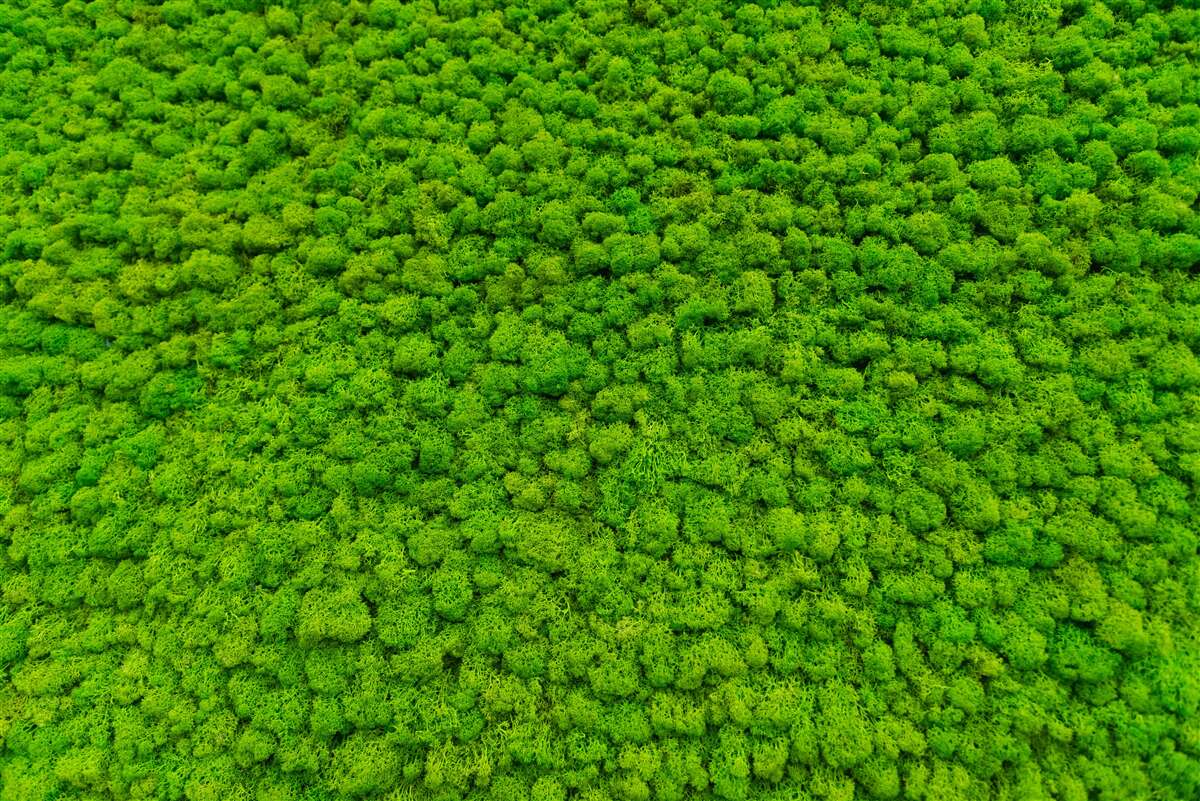 Fototapeta widok zielonego liścia z wysokiego punktu