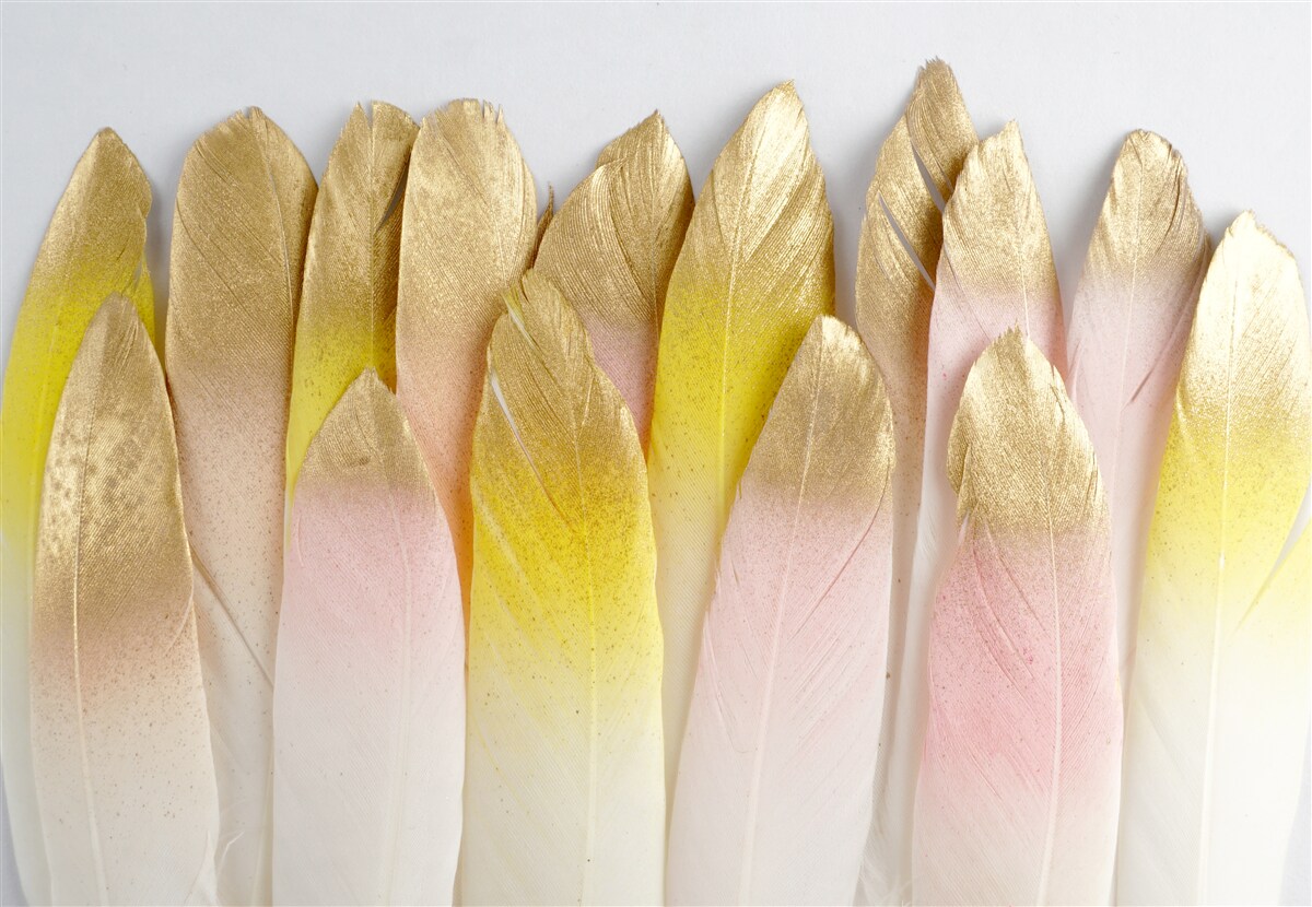 Fototapeta długie pióra gradientowe