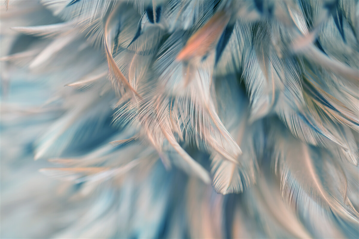 Fototapeta miękkie tło wykonane z różnych piór