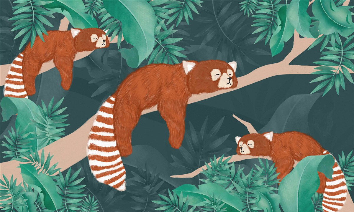 Fototapeta pandy pomarańczowe odpoczywają na gałęziach