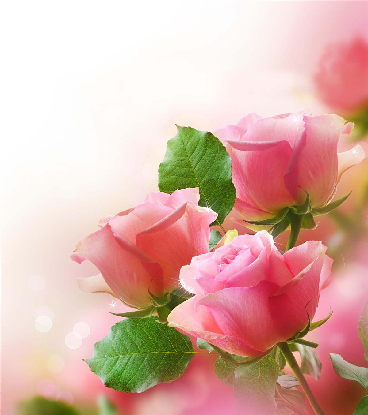 Fototapeta miękkie karmazynowe róże z zielonymi liśćmi