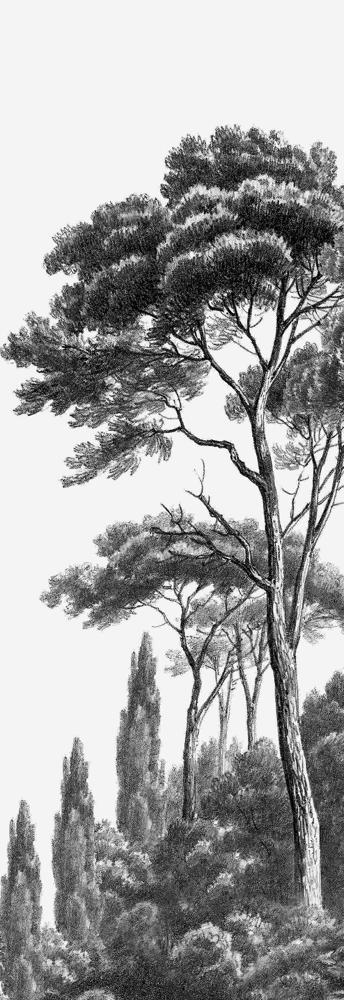 Fototapeta gęsto graniczące duże drzewo porośnięte lasem