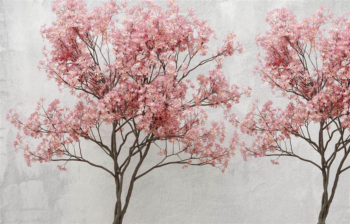 Fototapeta poranna mgła otacza różowe kwiaty sakury