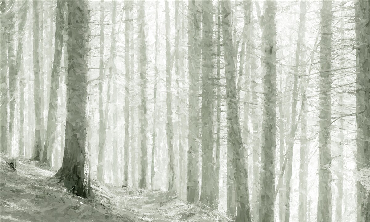 Fototapeta gaj sosnowy, wysoki i pełen ostrych igieł