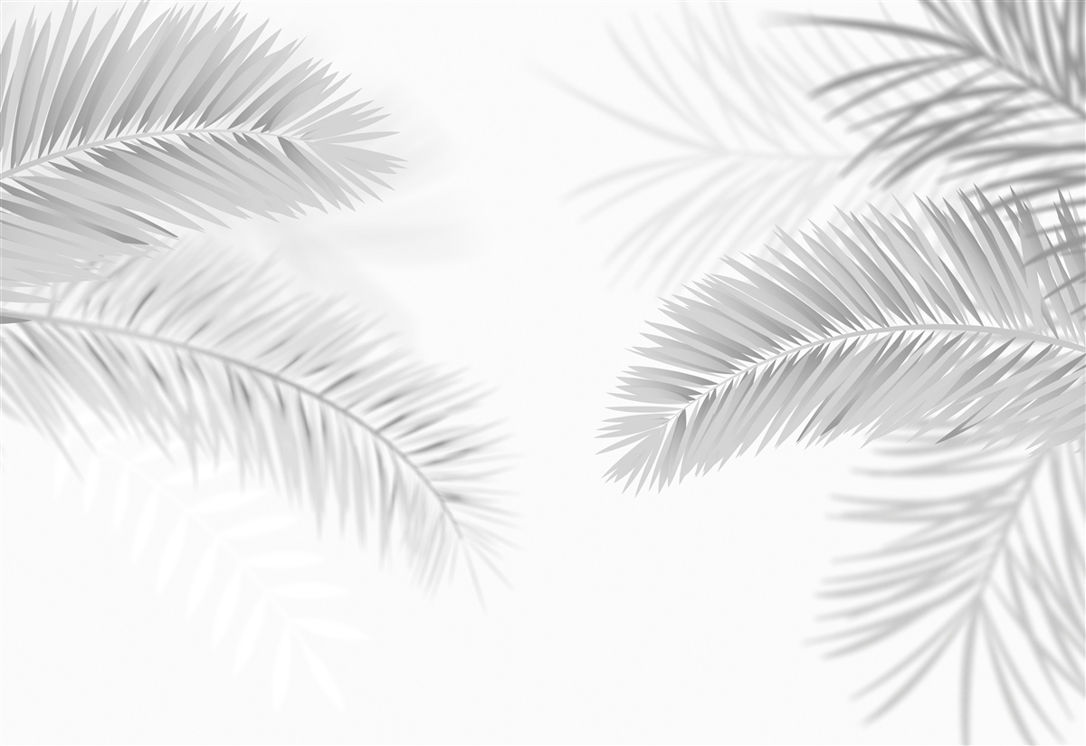 Fototapeta liście paproci w czerni i bieli