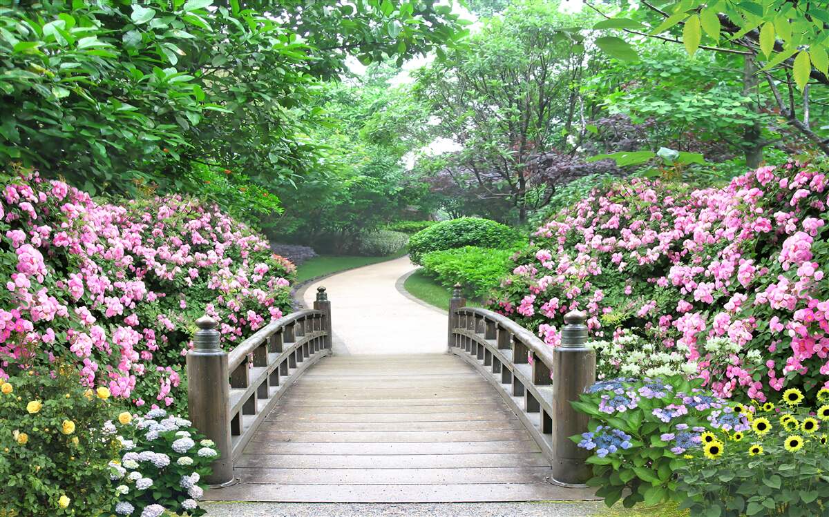 Fototapeta malowniczy drewniany most biegnący przez kwitnącą zieleń drzew