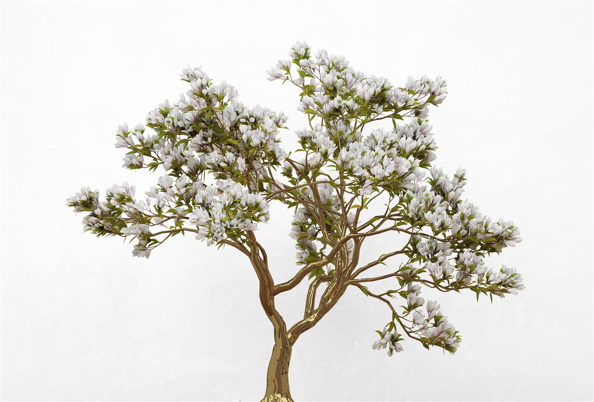 Fototapeta samotne bonsai ma pełne wdzięku piękno