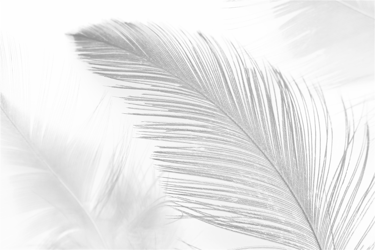 Fototapeta dwa duże jasne pióra