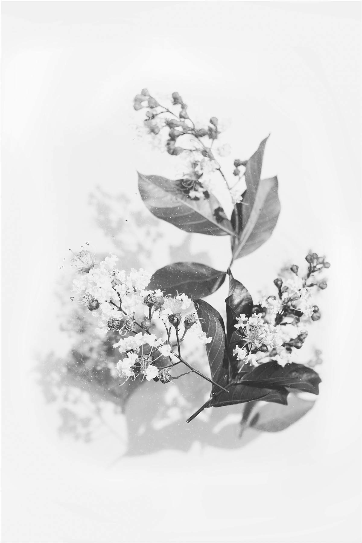 Fototapeta gałąź z pąkami kwiatowymi o szmaragdowej piękności