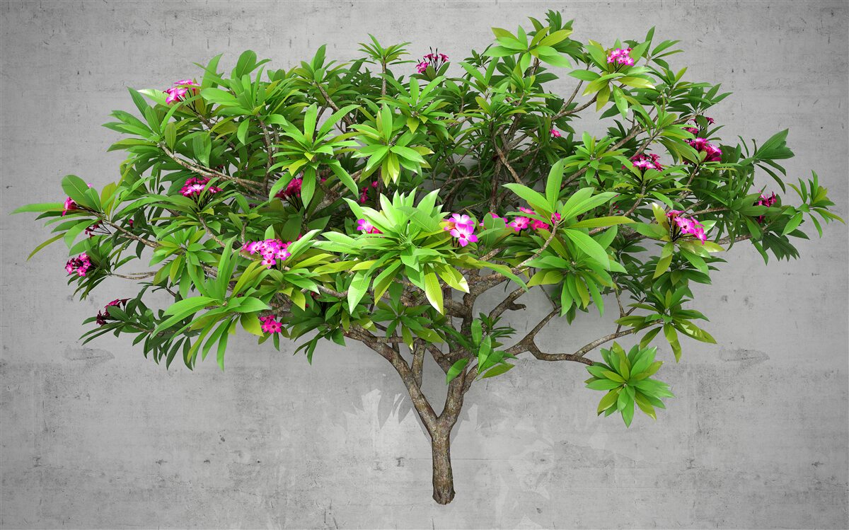 Fototapeta błysk zieleni na drzewie liściastym