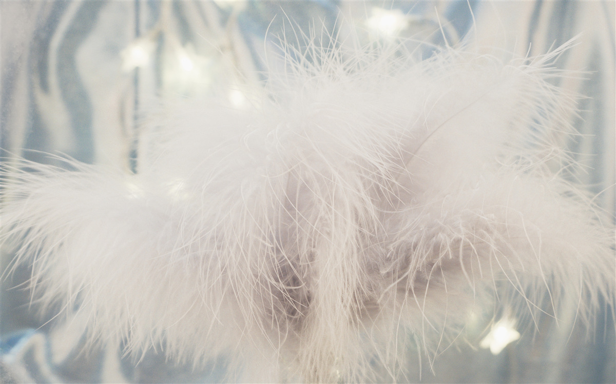 Fototapeta gęsty lekki puch