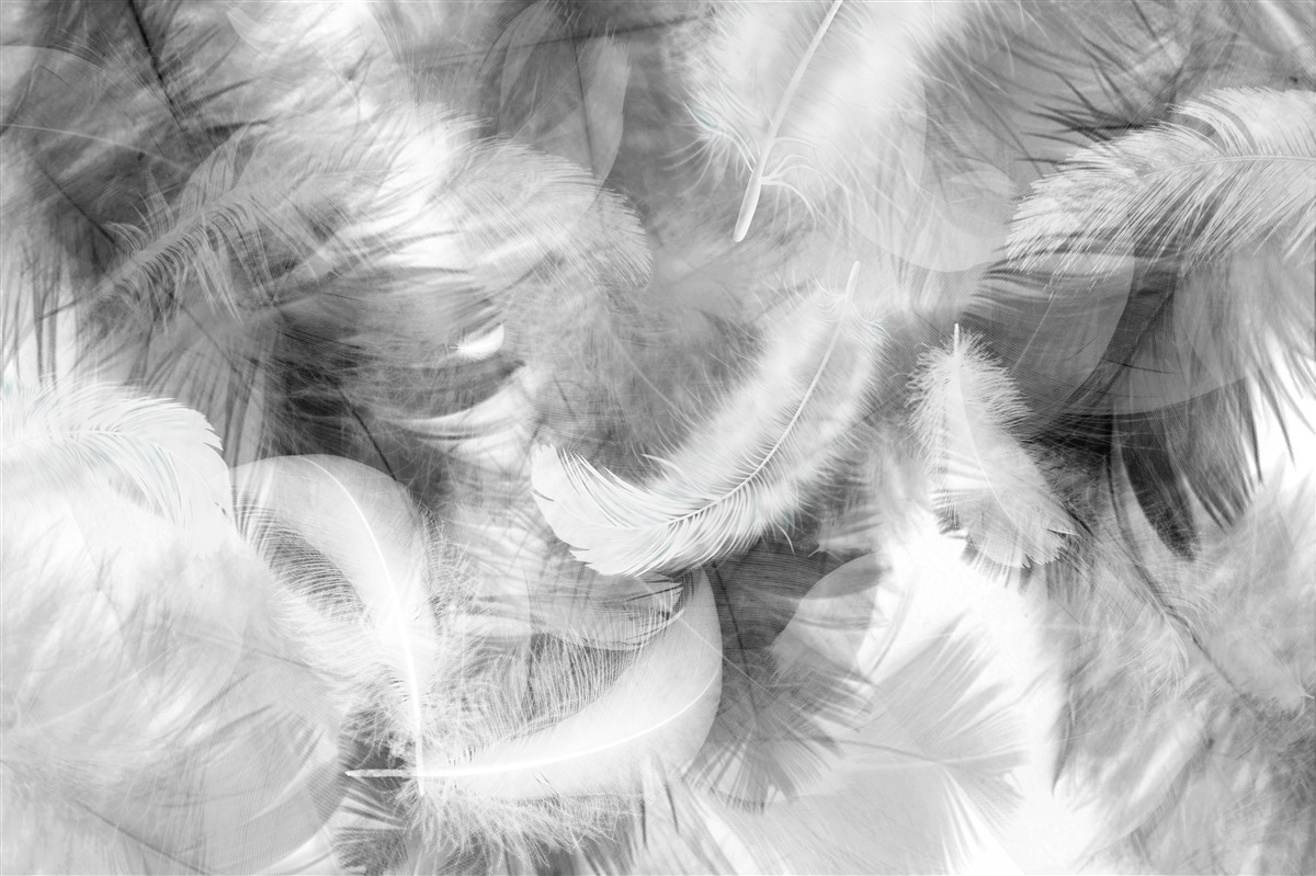 Fototapeta w powietrzu unoszą się czarno-białe pióra