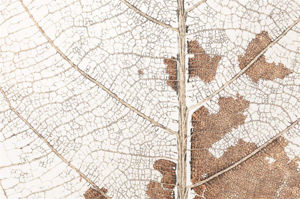 Fototapeta jesienny liść o unikalnej fakturze