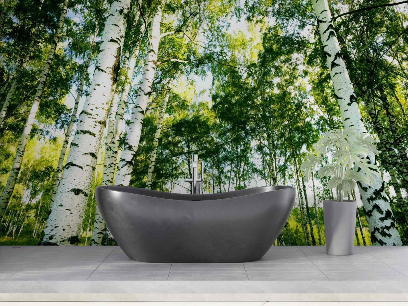 Fototapeta brzozowy las