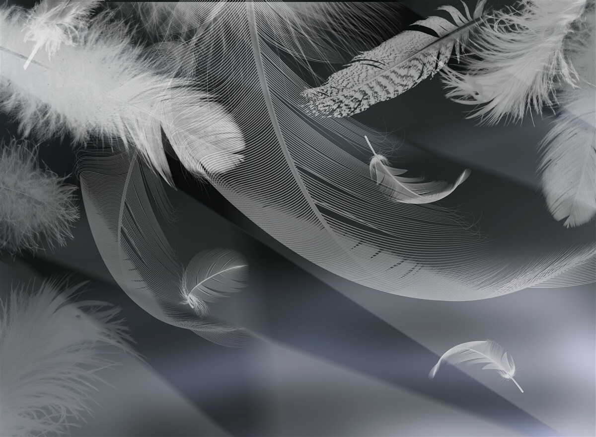 Fototapeta ciemne tło ozdobione piórami