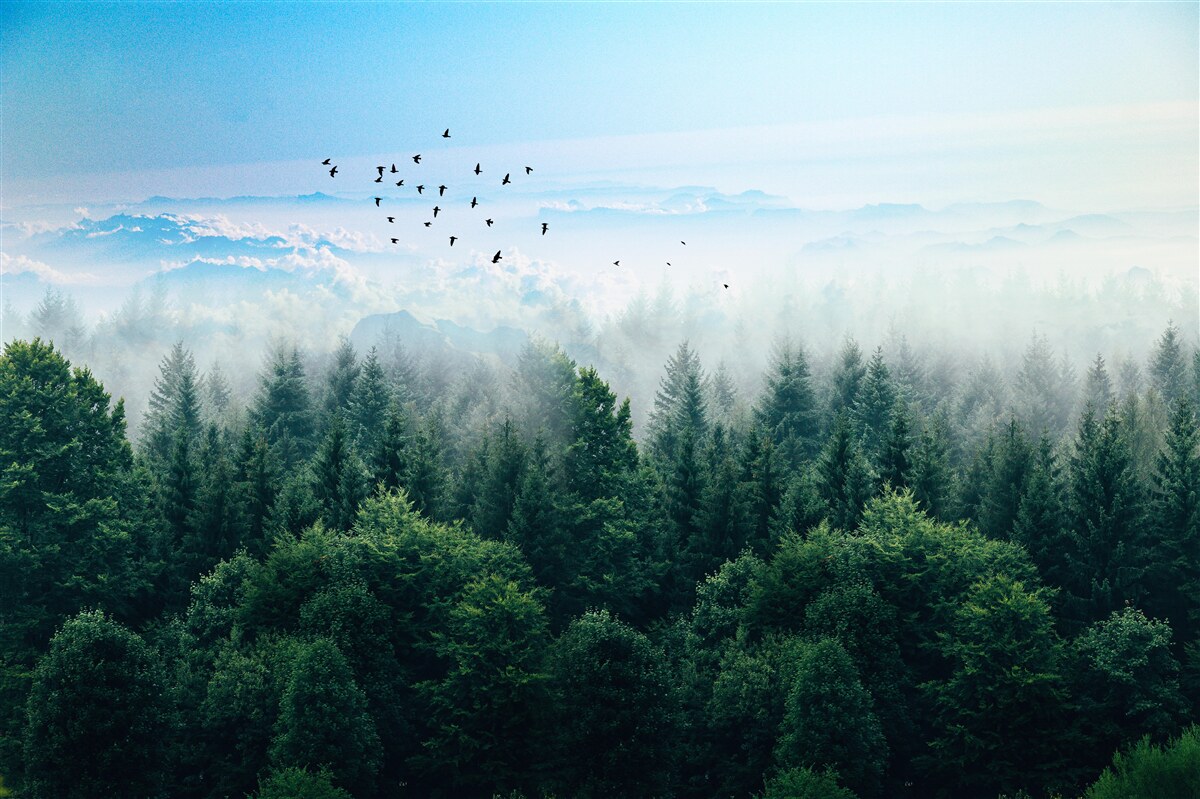 Fototapeta mgła w lesie